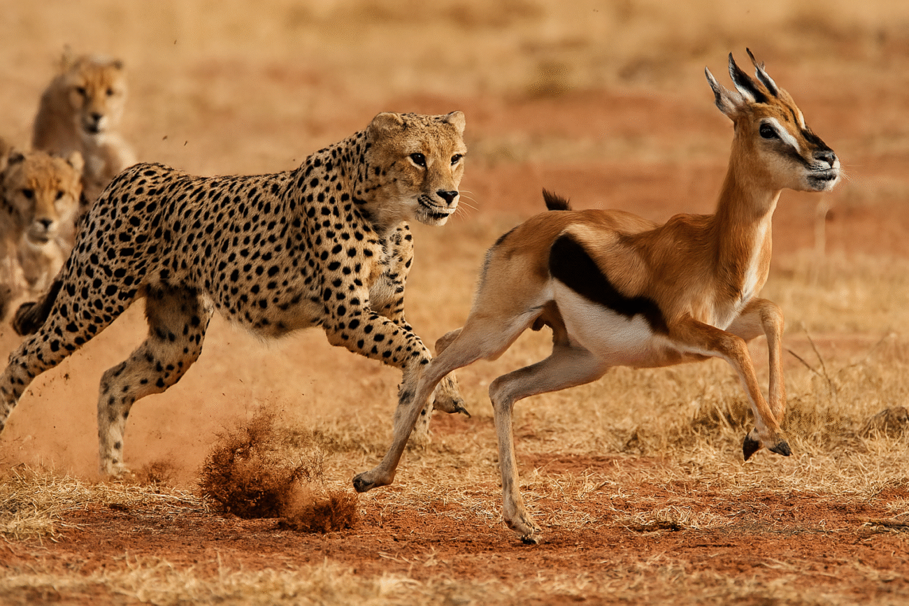 a cheetah hunting a deer