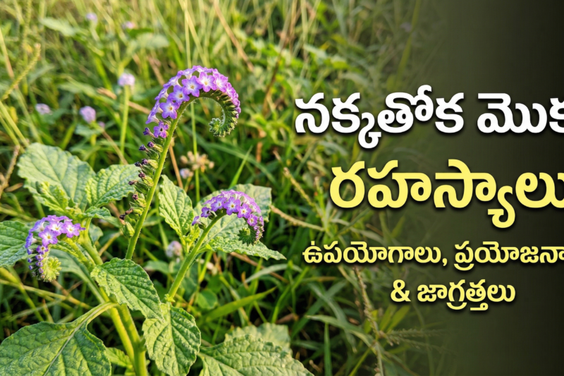 నక్కతోక మొక్క ఉపయోగాలు